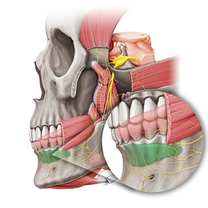 Sublingual gland (#20472)