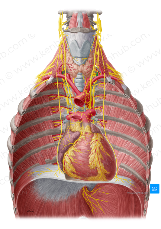 Inferior cervical ganglion (#20434)