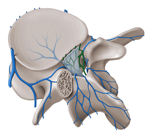 Anterior internal vertebral venous plexus (#8055)