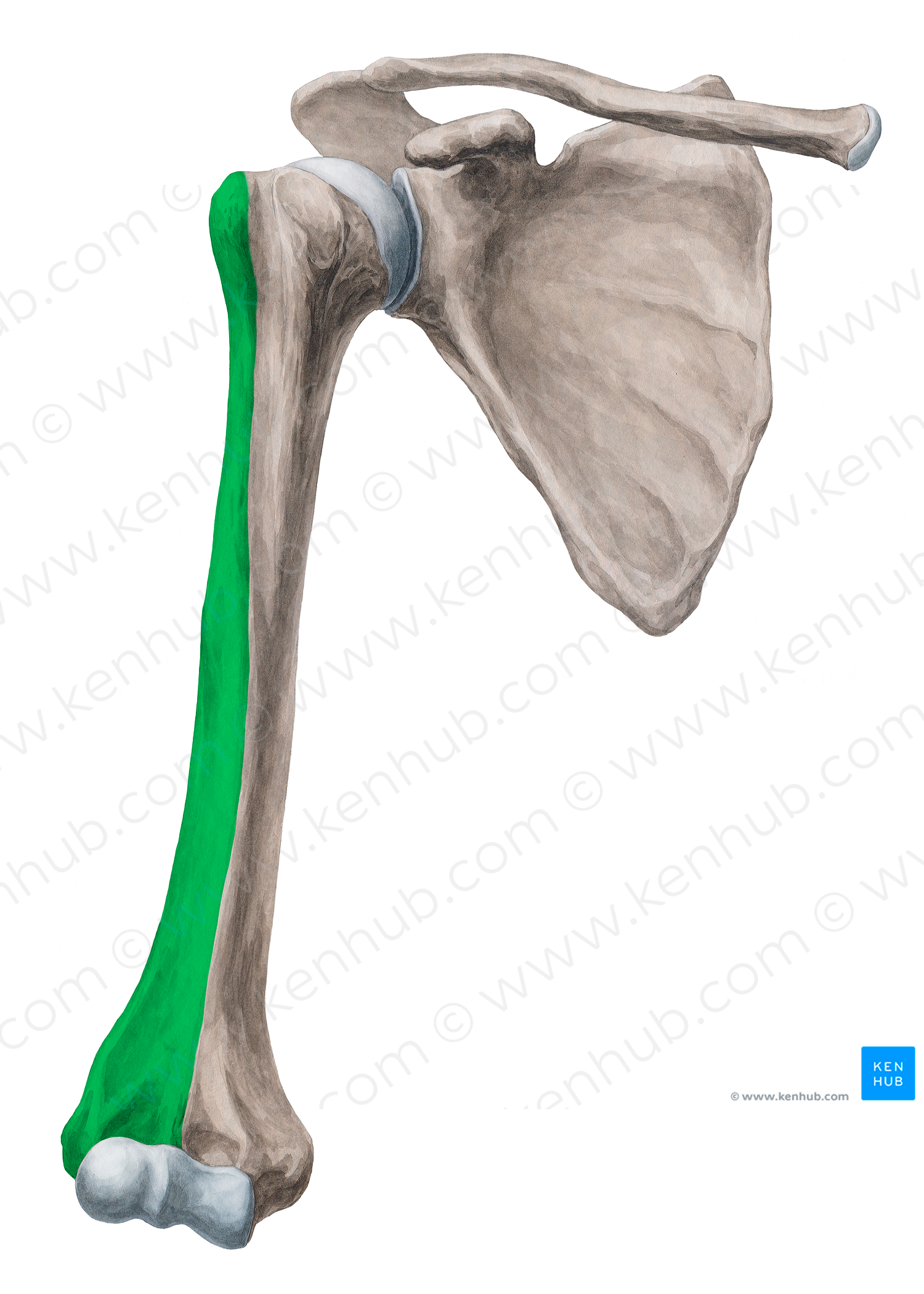 Anterolateral surface of humerus (#19937)