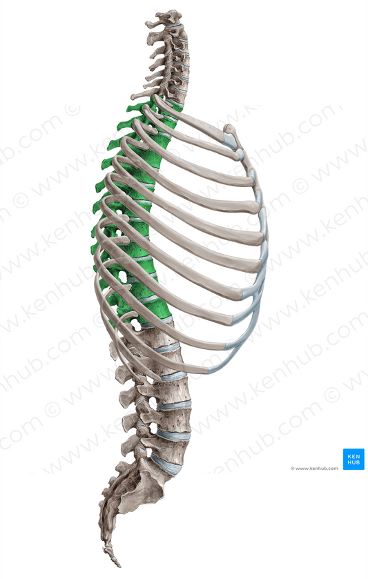 Thoracic vertebrae (#18124)
