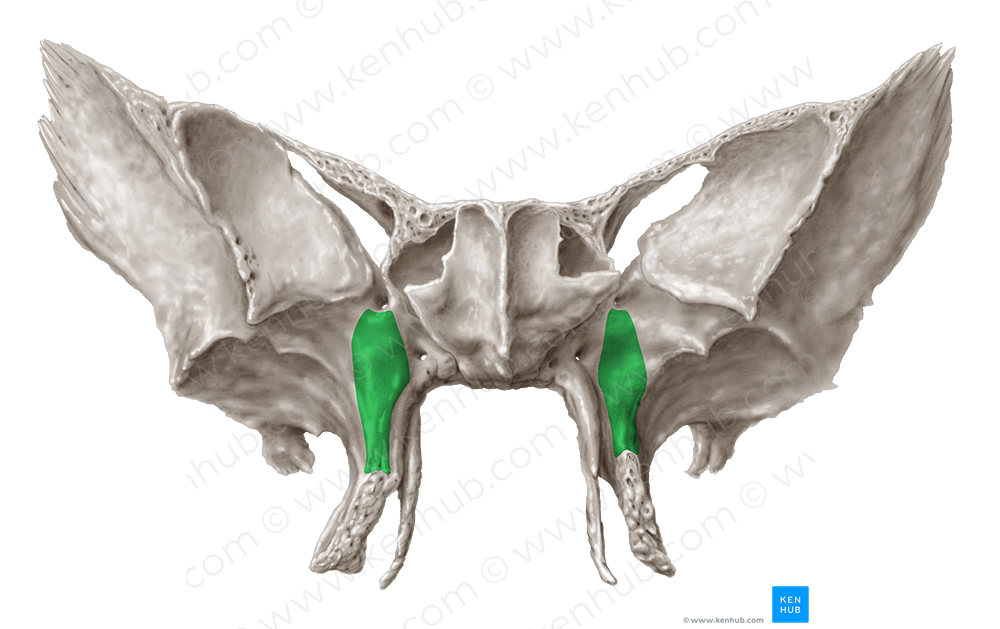 Maxillary surface of greater wing of sphenoid bone (#3517)