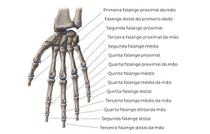 Phalanges of the hand (Portuguese)