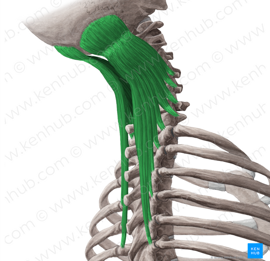 Semispinalis capitis muscle (#5925)