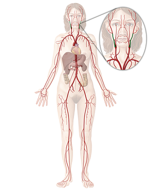 External carotid artery (#958)