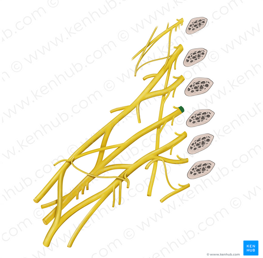 Spinal nerve C7 (#6747)