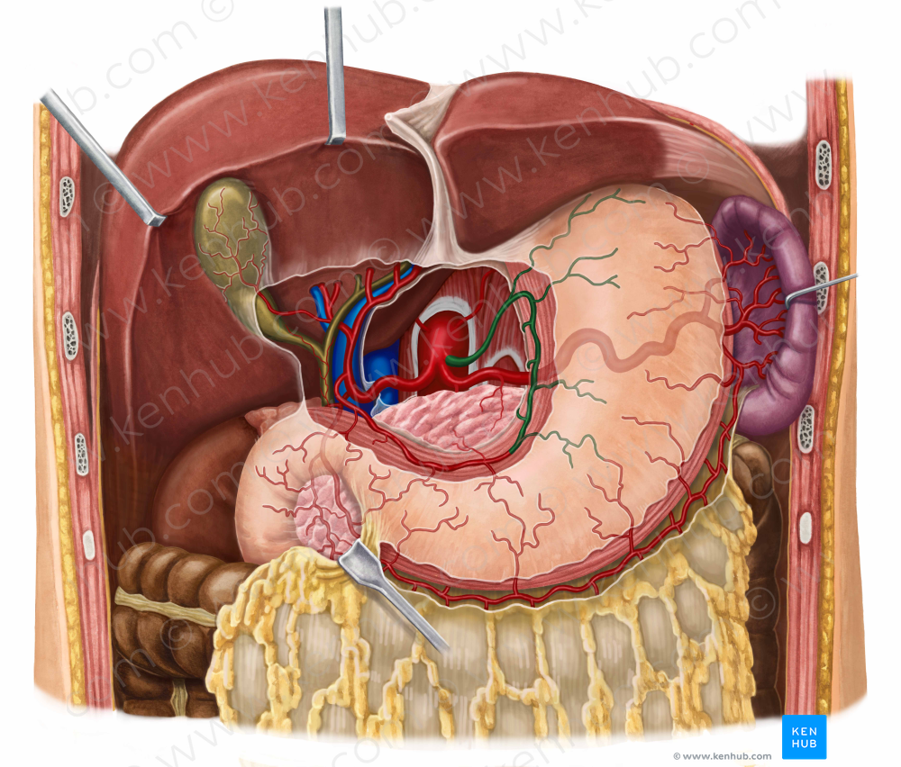 Left gastric artery (#1274)