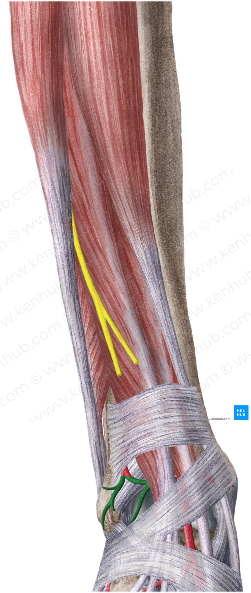 Anterior lateral malleolar artery (#1483)