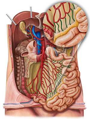 Straight arteries of small intestine (#1203)