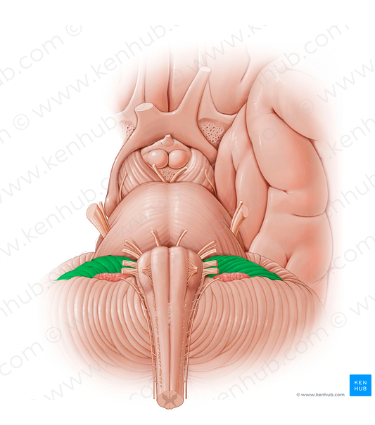 Flocculus (#12806)