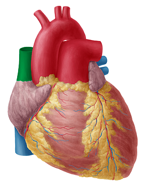 Superior vena cava (#10086)