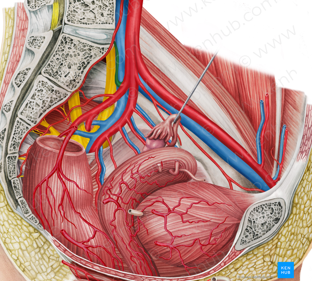 Left iliolumbar artery (#1440)