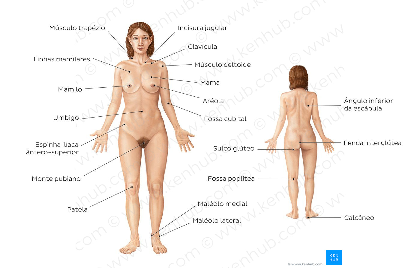 Female body surface anatomy (Portuguese)