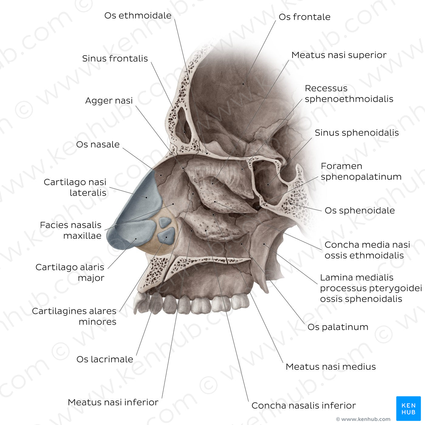 Lateral wall of the nasal cavity (Latin)