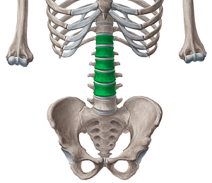 Bodies of vertebrae T12-L4 (#3025)