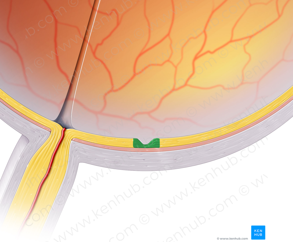 Fovea centralis (#3901)