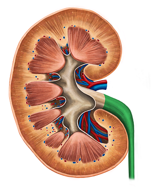 Ureter (#9855)