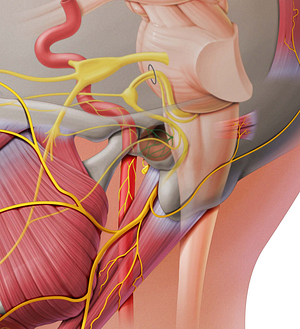 Tympanic plexus (#8046)