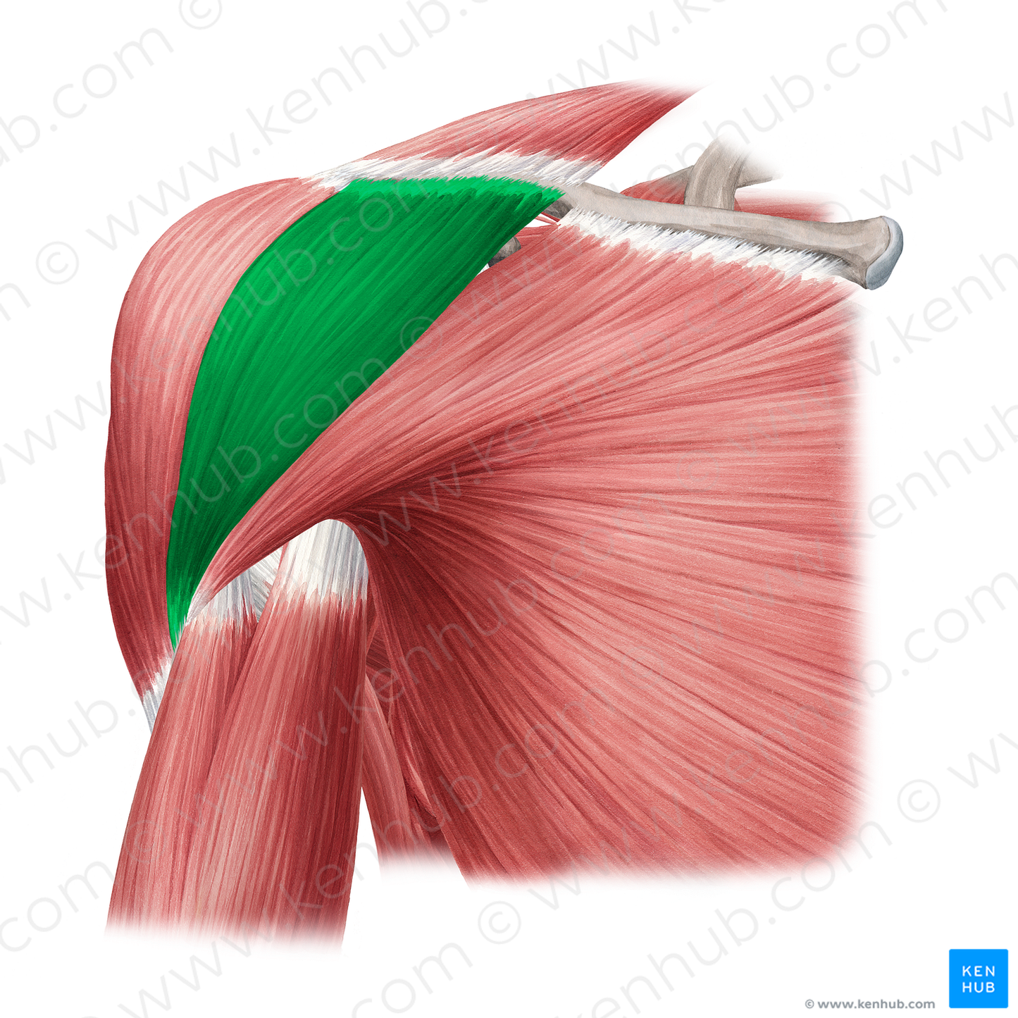 Clavicular part of deltoid muscle (#20327)