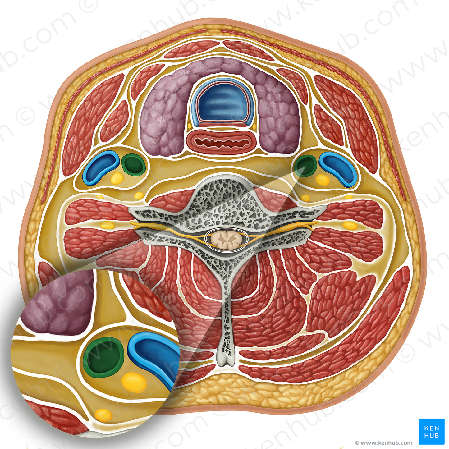 Common carotid artery (#17298)