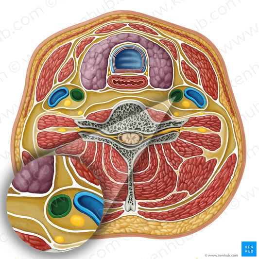 Common carotid artery (#17298)
