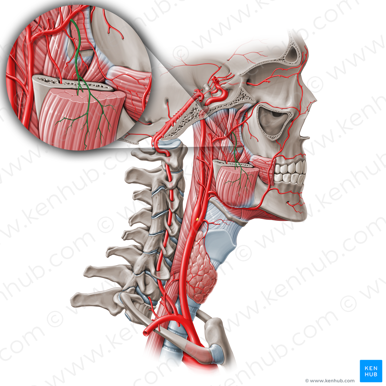 Masseteric artery (#1495)