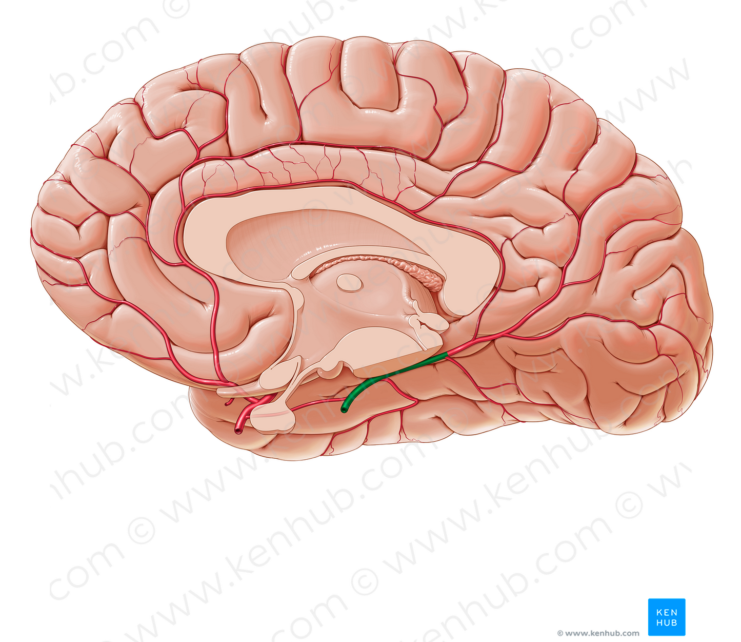 Posterior cerebral artery (#1021)