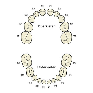 FDI/ISO System (deciduous teeth) (German)