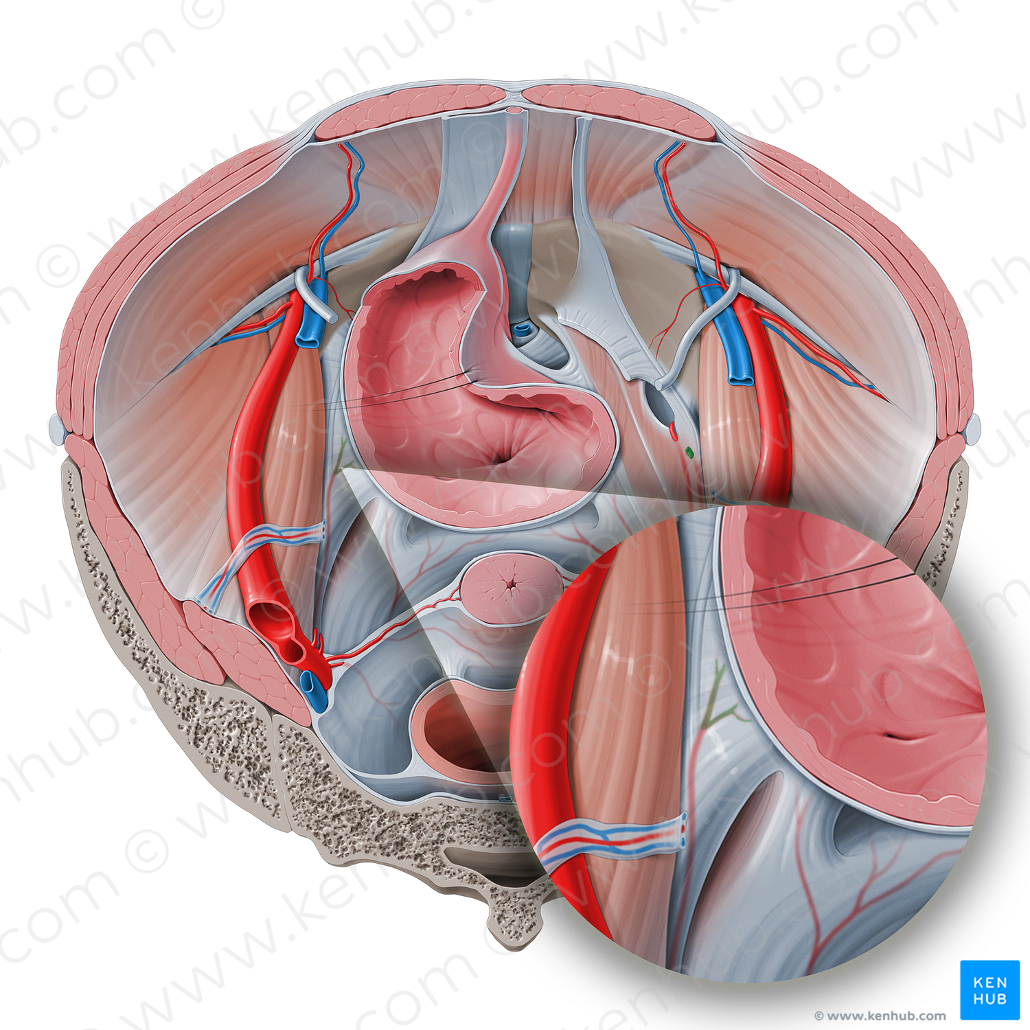 Superior vesical artery (#1985)