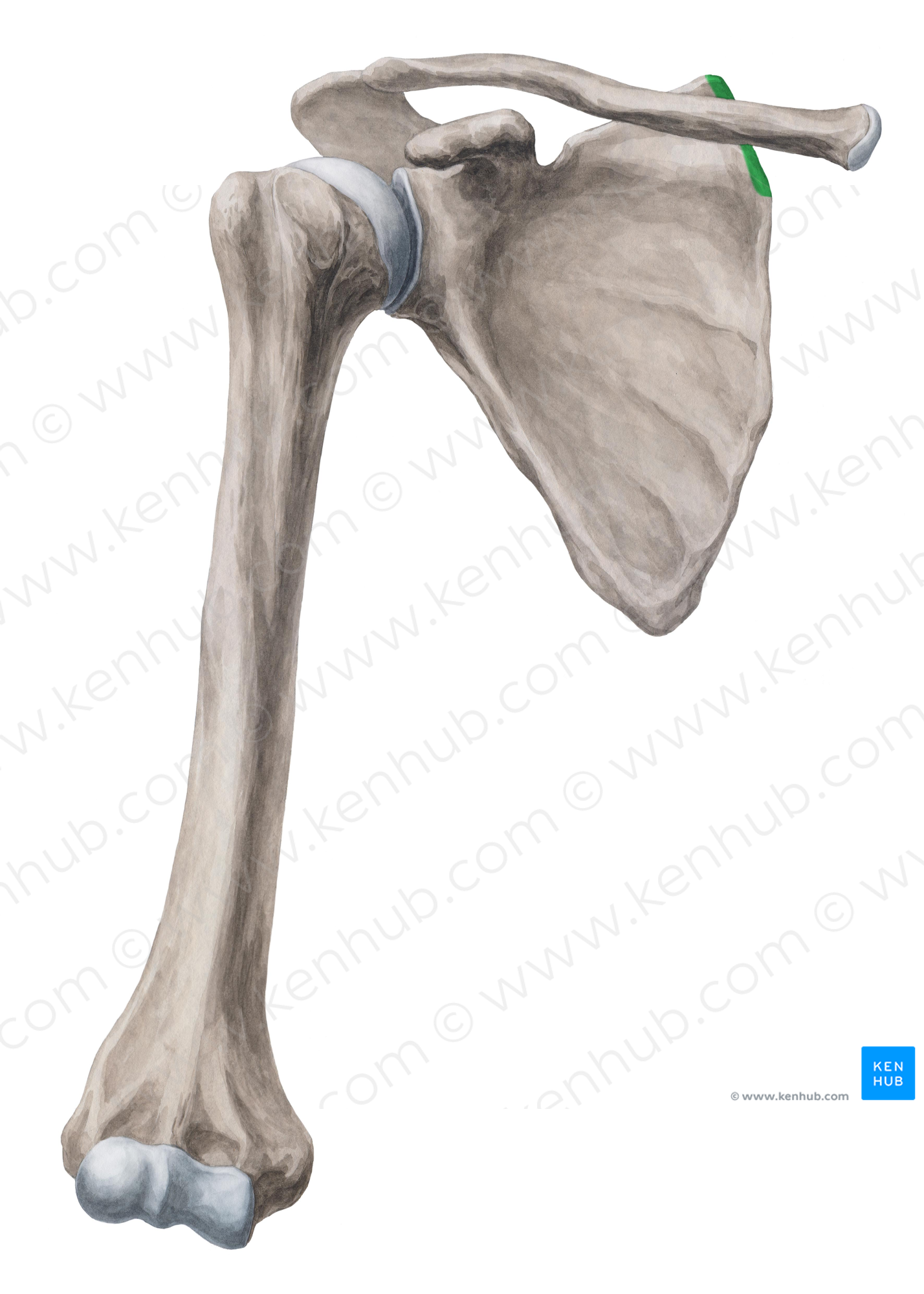 Superior part of medial border of scapula (#7799)