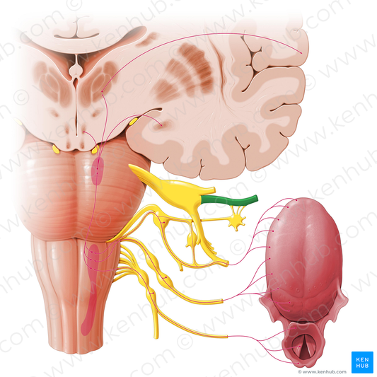 Maxillary nerve (#6558)