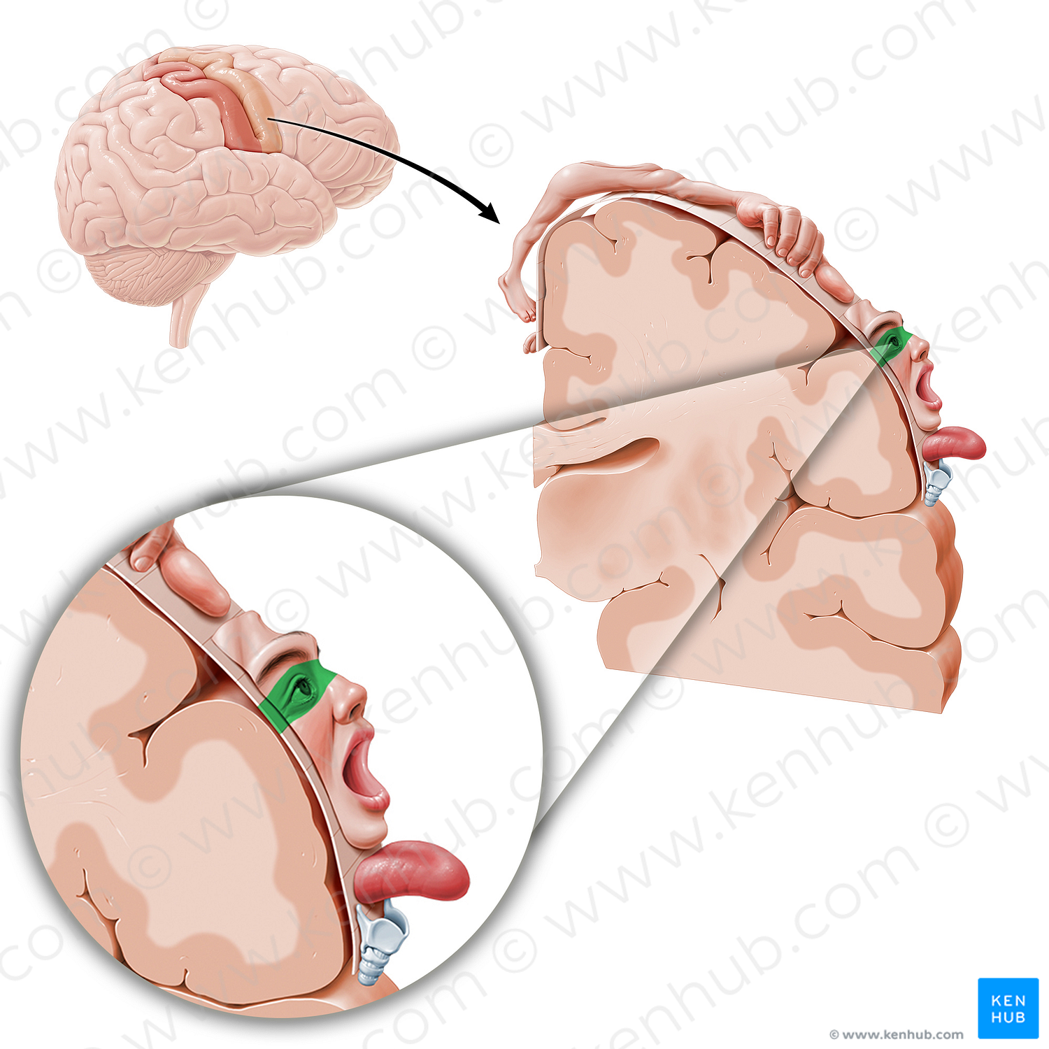 Motor cortex of eye (#11071)