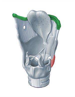 Hyoid bone (#18311)