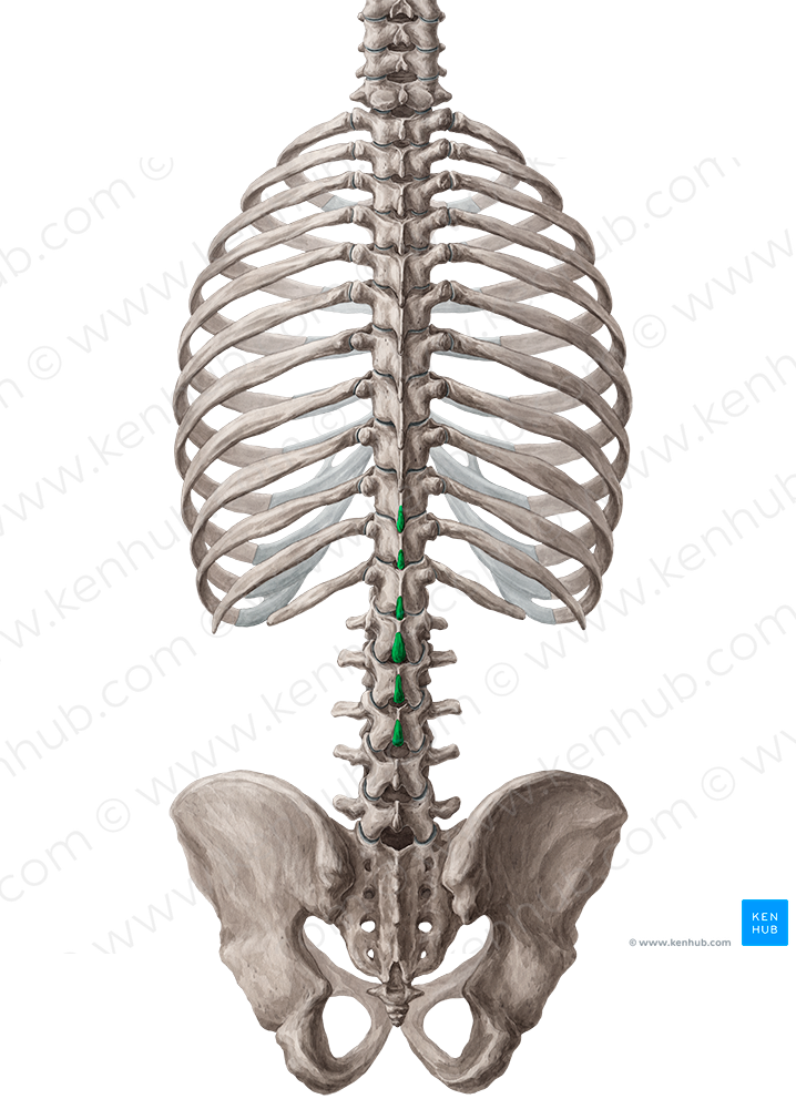 Spinous processes of vertebrae T10-L3 (#8262)