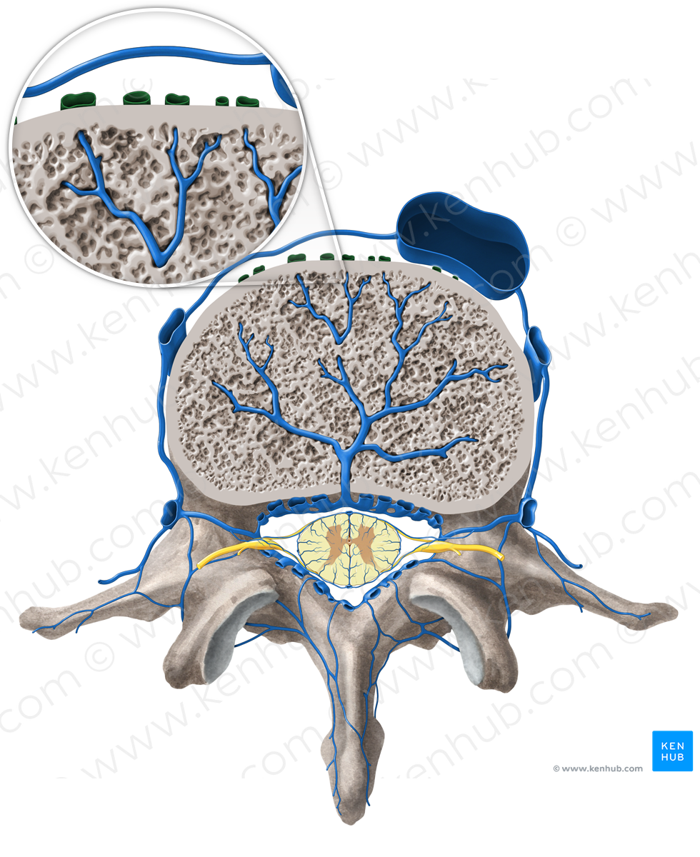 Anterior external vertebral venous plexus (#8077)