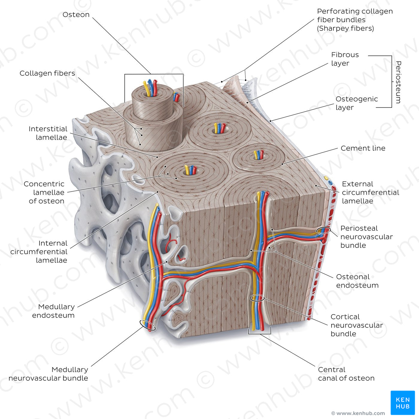 Bone section (English)