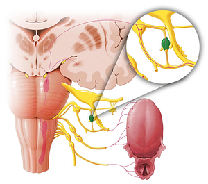 Otic ganglion (#3996)