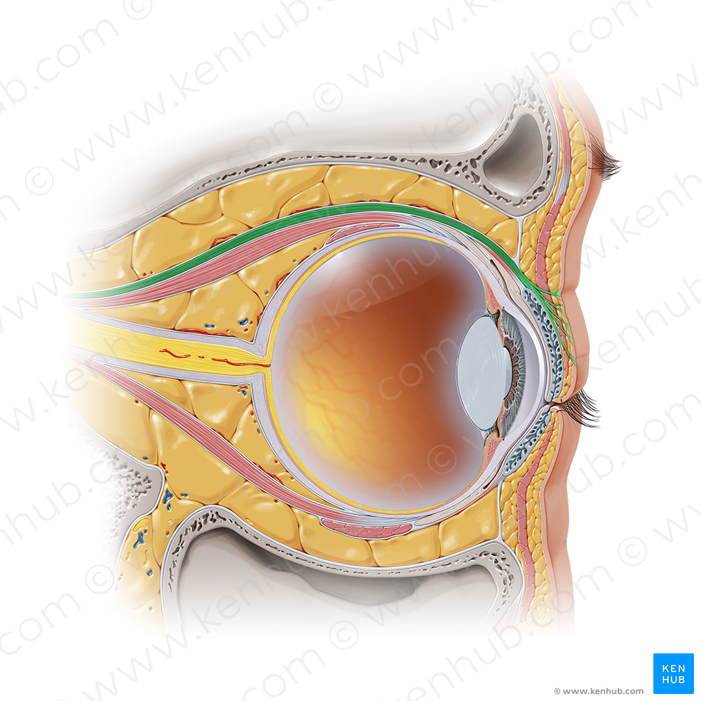 Levator palpebrae superioris muscle (#5554)