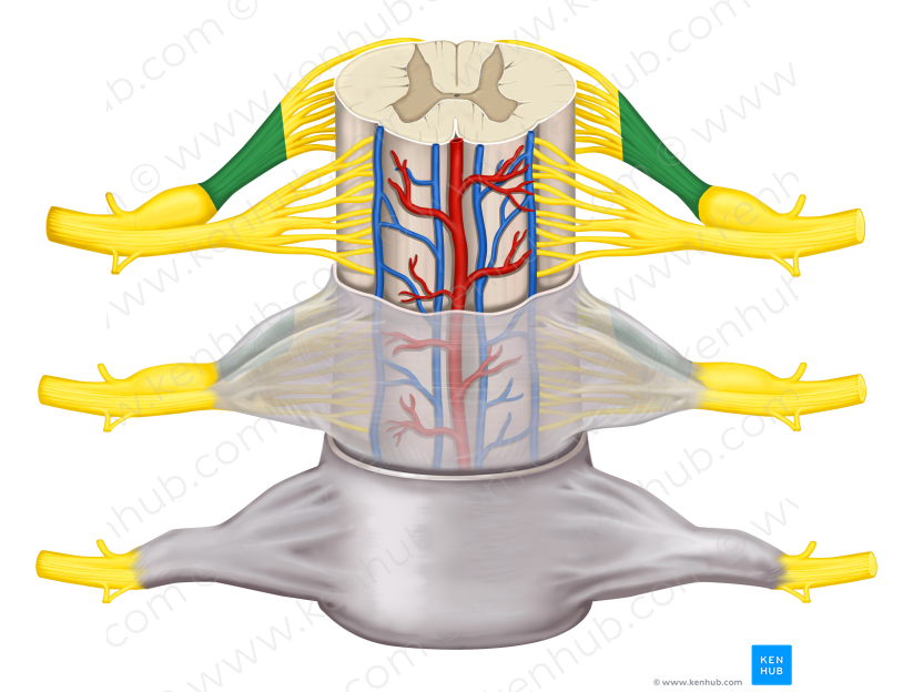 Posterior root of spinal nerve (#8457)