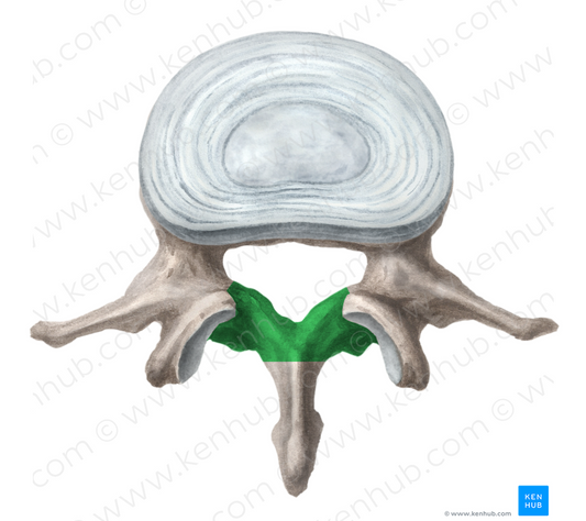 Lamina of vertebral arch (#4371)