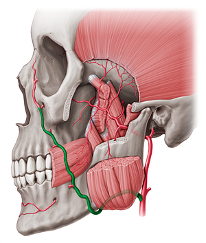 Facial artery (#1236)