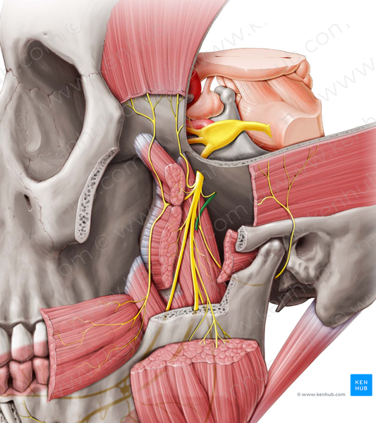 Middle meningeal artery (#1509)