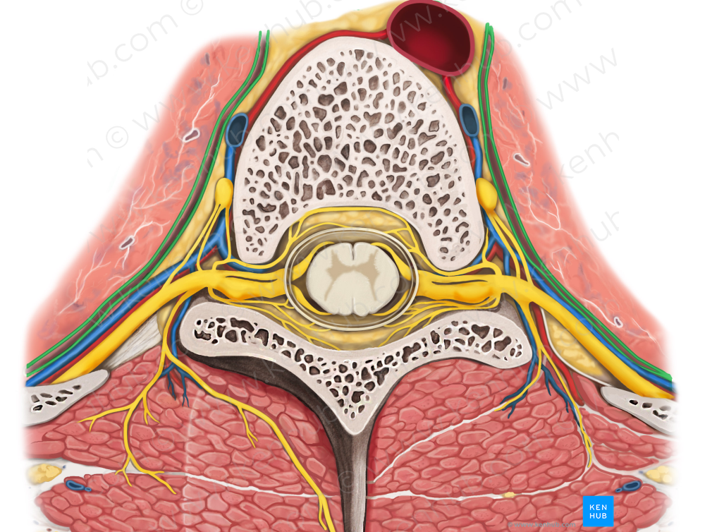 Pleura (#7942)