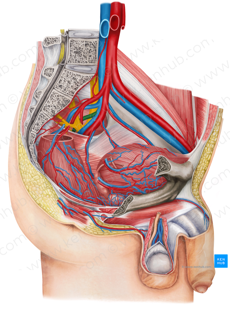 Left lateral sacral vein (#10560)