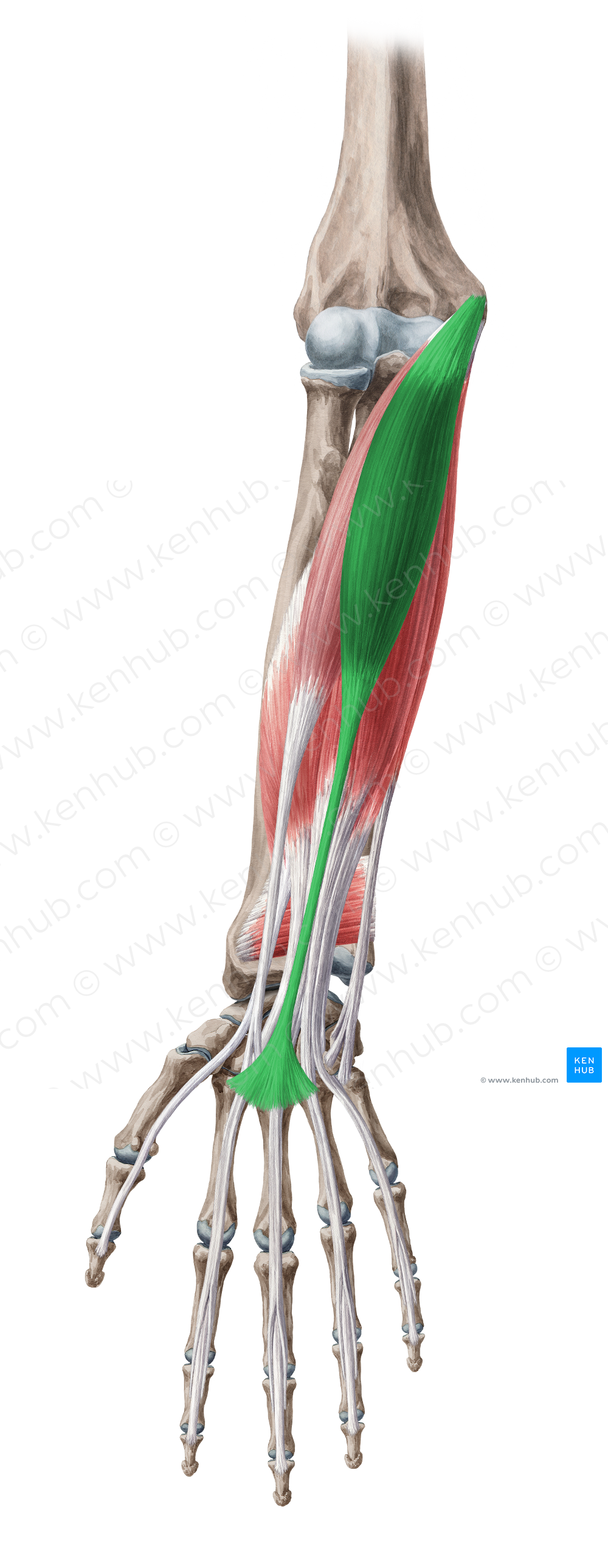 Palmaris longus muscle (#5707)