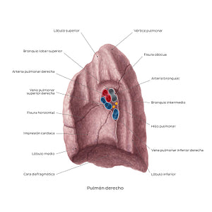 Medial view of the right lung (Spanish)