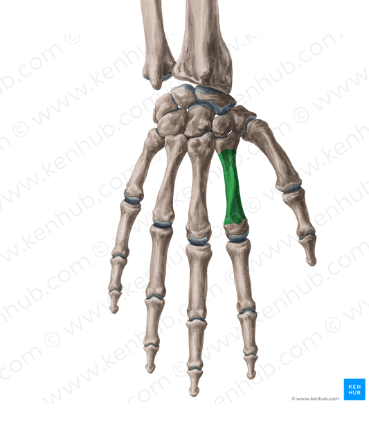 Body of 2nd metacarpal bone (#2973)