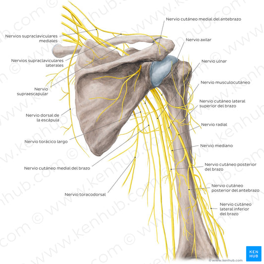 Nerves of the arm and the shoulder - Posterior view (Spanish)