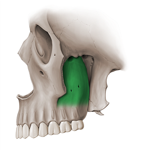 Infratemporal fossa (#21246)