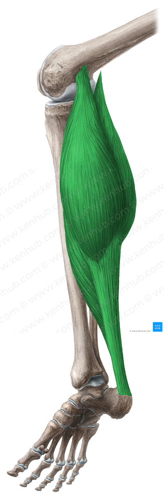 Triceps surae muscle (#6160)
